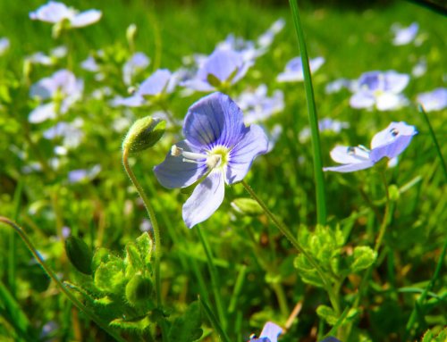 Veronica officinalis