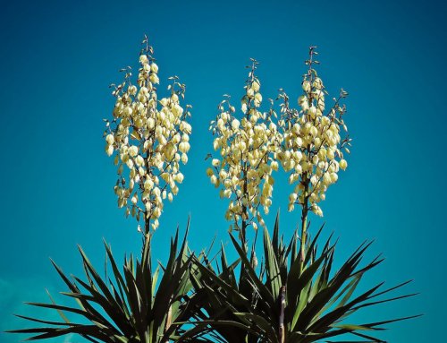 Yucca filamentosa