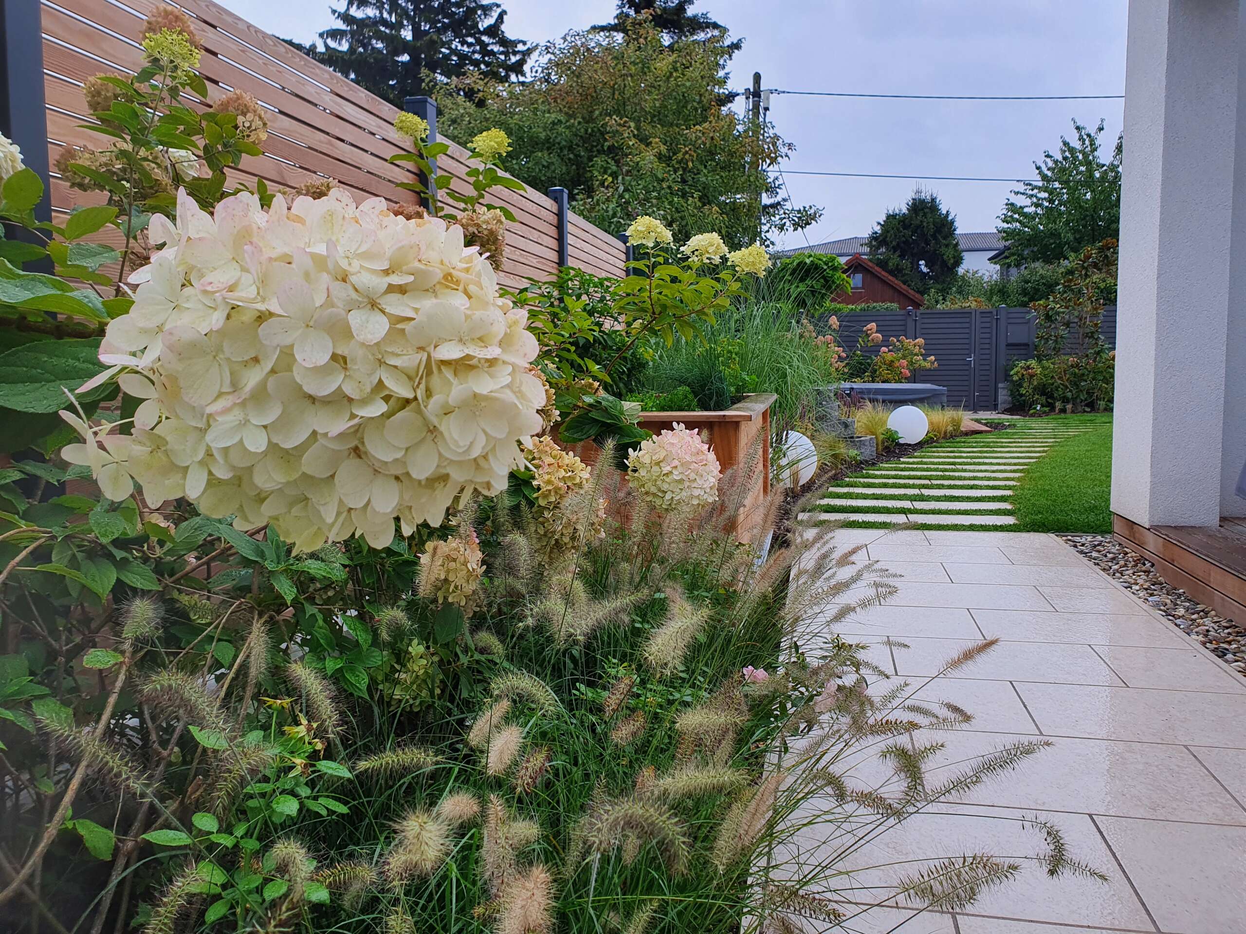 Moderner Privatgarten: Gartenweg mit Kanfanar Natursteinplatten, Hortensien und Gräsern in Wien